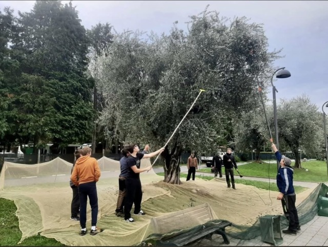 Gli studenti del Marco Polo di Colico e delle medie di Dervio raccolgono le olive sul lungolago e riscoprono la tradizione