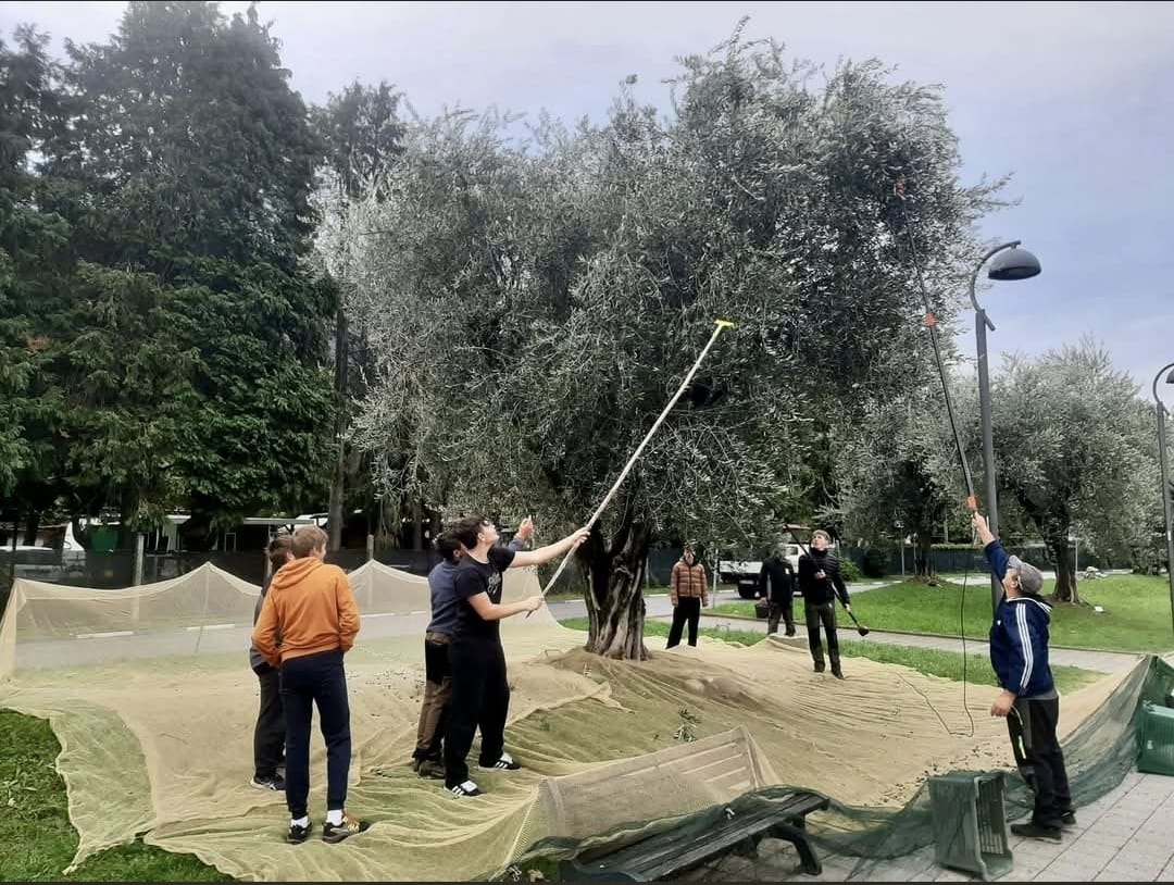 Gli studenti del Marco Polo di Colico e delle medie di Dervio raccolgono le olive sul lungolago e riscoprono la tradizione