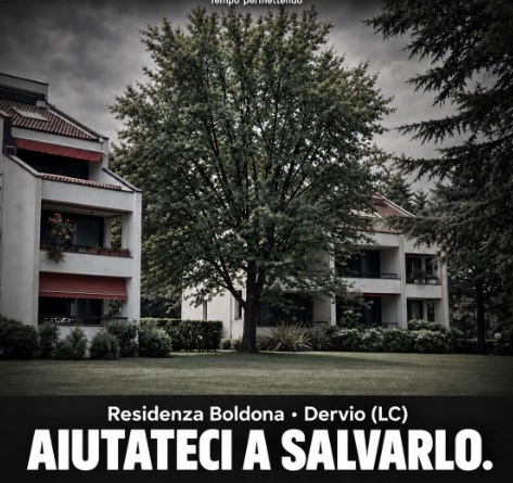 L’acero oscura la vista, il Tribunale ordina l’abbattimento e scoppia la protesta: taglio, per ora, rinviato